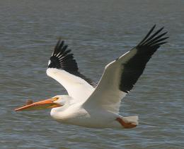 American White Pelican!